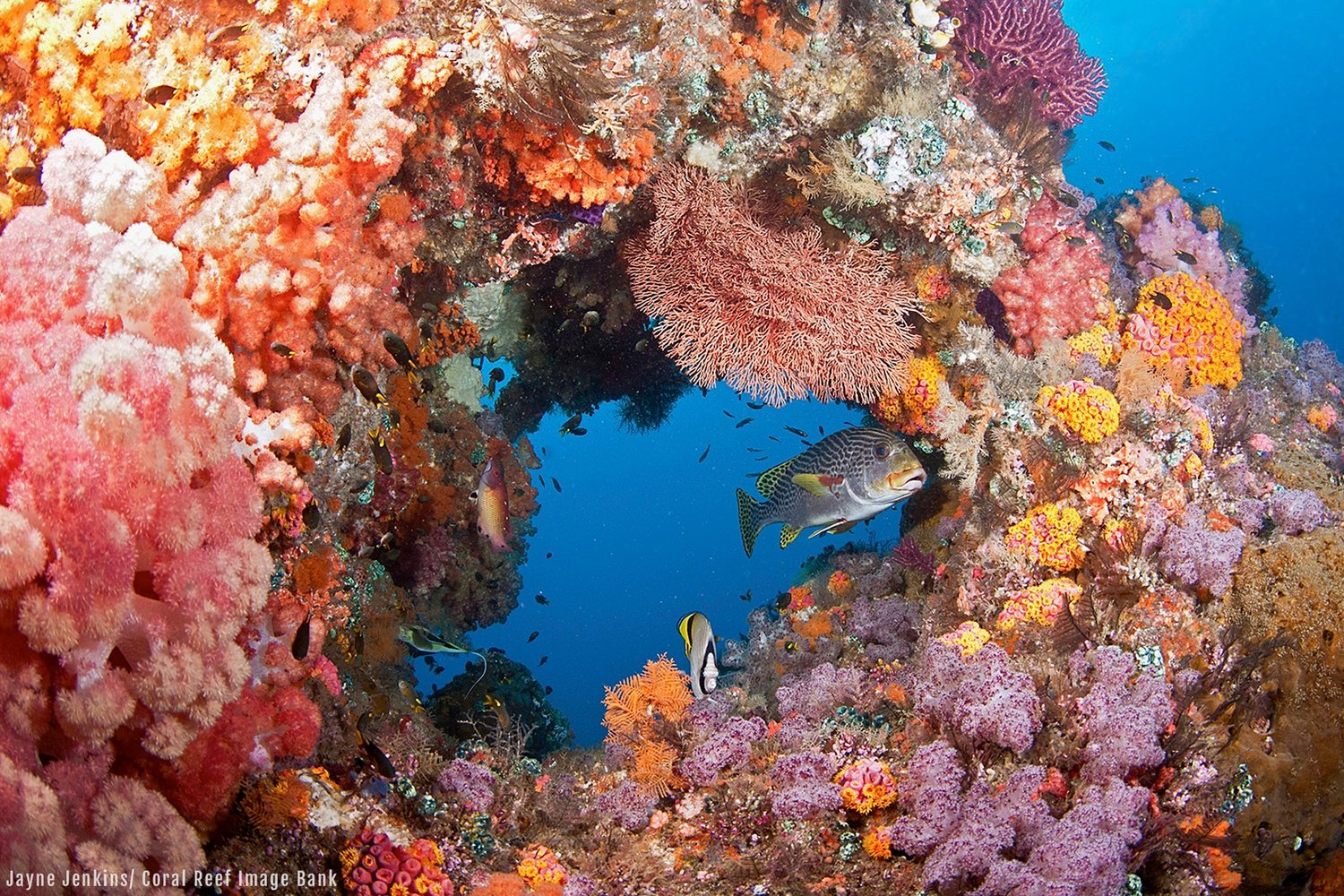 The Impact of Climate Change on Coral Reef – The Good Planet
