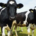 Can Cows Affect Climate Change?