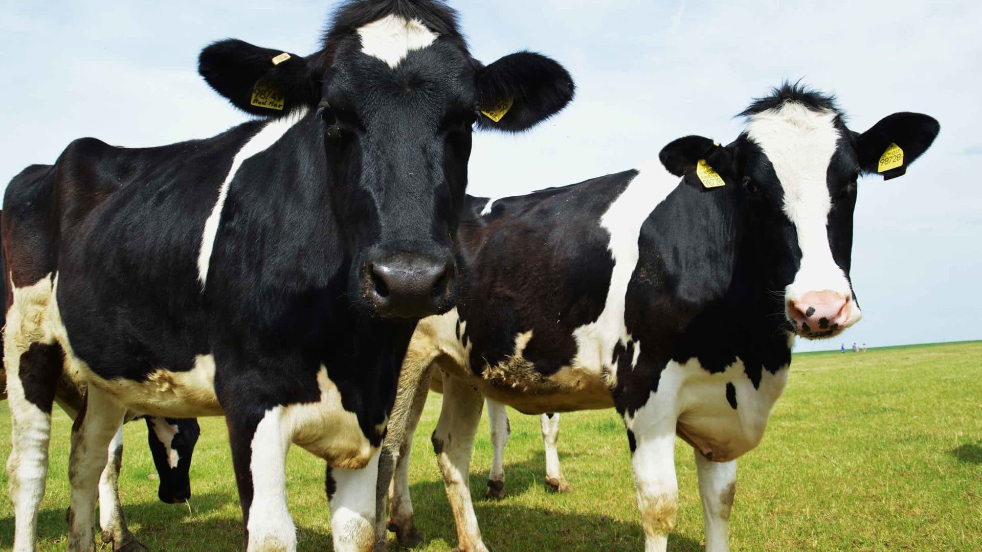 Can Cows Affect Climate Change?
