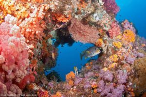 The Impact of Climate Change on Coral Reef